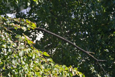 Close-up of green tree leaves. texture with green leaves of trees that are illuminated by the golden summer evening sun.