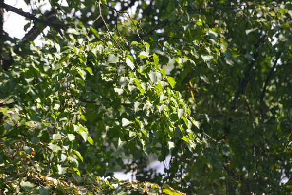 Close Green Tree Leaves Texture Green Leaves Trees Illuminated Golden — Stockfoto