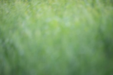 Leaf background on a green background