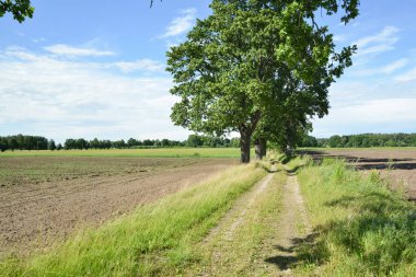 Rural road next to an agricultural field