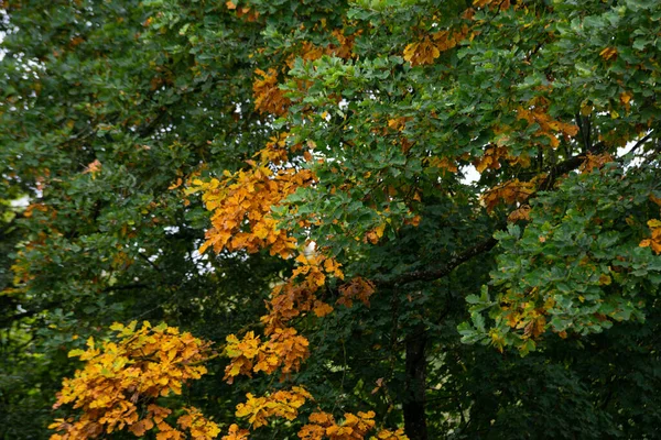 Eiche Mit Braunen Blättern Bei Sonnenuntergang Herbst — Stockfoto