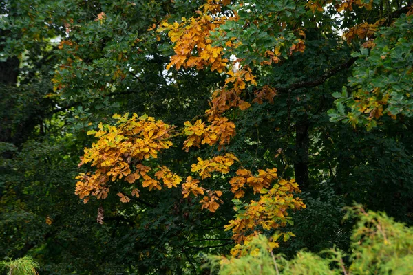 秋天日落时长着褐色叶子的橡树 — 图库照片