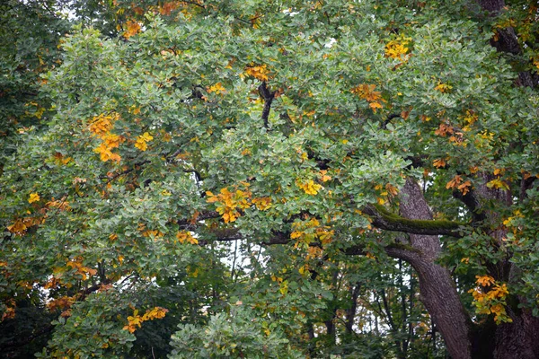 Chêne Aux Feuilles Brunes Coucher Soleil Automne — Photo