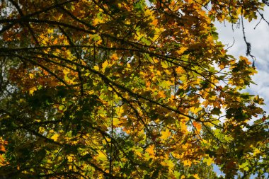 Güneşte sonbahar yaprakları. Sonbahar bulanık arkaplanı.