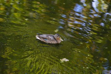 Yüzen sonbahar ya da dökülen yapraklarla gölde su üstünde ördek, üst manzara. Güzel sonbahar doğası. Sonbahar mevsimi hayvanı, manzara. Canlı kırmızı turuncu doğa renkleri