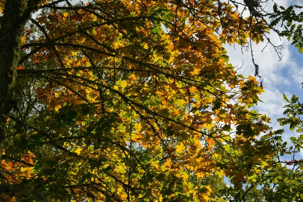 Höstskog Bakgrund Levande Färgträd Rött Orange Lövverk Höstparken Naturen Förändras — Stockfoto