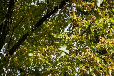 Ağaçların sonbahar yaprakları vardır. Güzel renkler ve bulanık bokeh arkaplan.
