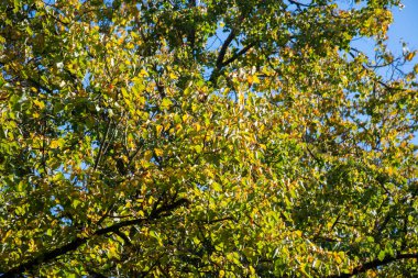 Ağaçların sonbahar yaprakları vardır. Güzel renkler ve bulanık bokeh arkaplan.