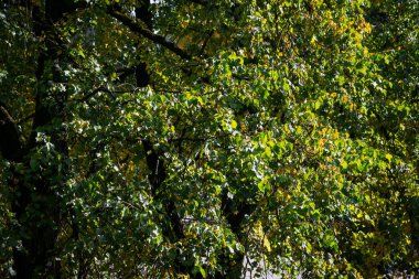 Ağaçların sonbahar yaprakları vardır. Güzel renkler ve bulanık bokeh arkaplan.