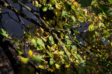 Ağaçların sonbahar yaprakları vardır. Güzel renkler ve bulanık bokeh arkaplan.