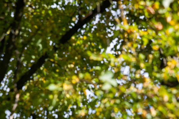Fundo Bokeh Outono Laranja Floresta Natureza Fora Foco Blured Elemento — Fotografia de Stock