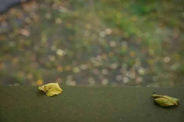 Κίτρινο Φθινοπωρινό Φύλλο Έπεσε Στο Μεταλλικό Περβάζι Θολή Φόντο — Φωτογραφία Αρχείου
