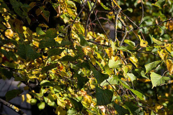 Bäume Haben Herbstblätter Schöne Farben Und Ein Verschwommener Bokeh Hintergrund — Stockfoto