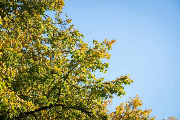 Деревьях Осенние Листья Красивые Цвета Размытый Фон Боке Стоковое Изображение