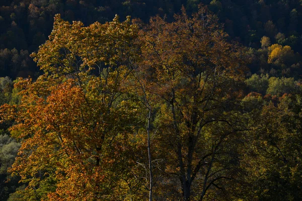 Осенний Пейзаж Верхушками Деревьев Окрашенными Желтый Оранжевый Красный Зеленый Цвета — стоковое фото