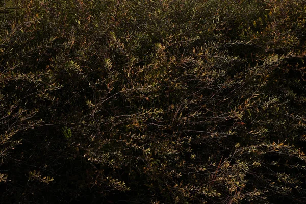 Gros Plan Buisson Feuilles Automne Colorées Par Une Journée Ensoleillée — Photo