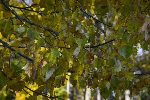Nahaufnahme Eines Gelben Birkenbaumblattes Herbstlandschaft Mit Laub Wald — Stockfoto