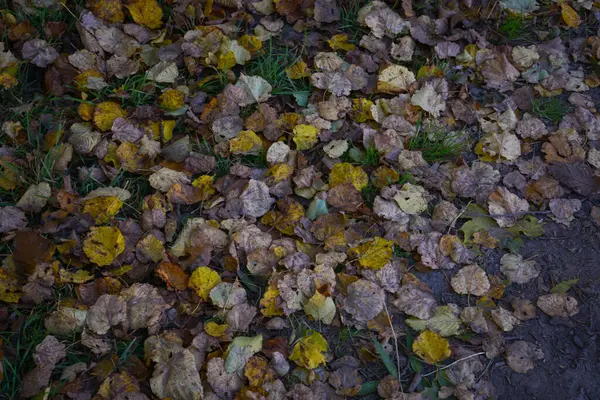Gelbe Und Braune Abgestorbene Herbstbaumblätter Auf Grünem Grasboden Blick Von — Stockfoto