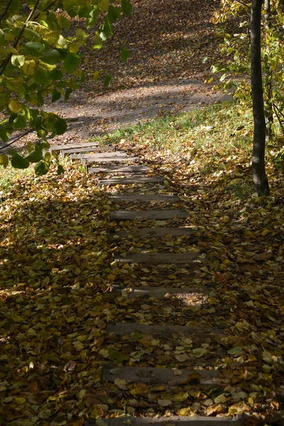 Escaleras Madera Sobre Sendero Peatonal Bosque Cubierto Hojas Amarillas Árboles — Foto de Stock