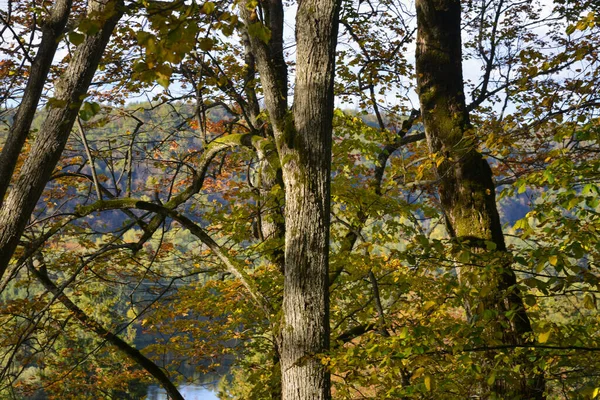 Close Tronco Árvore Com Musgo Verde Folhas Outono Amarelas — Fotografia de Stock