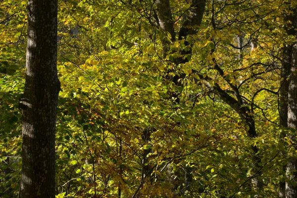 stock image Landscape with colorful autumn birch tree leaves.