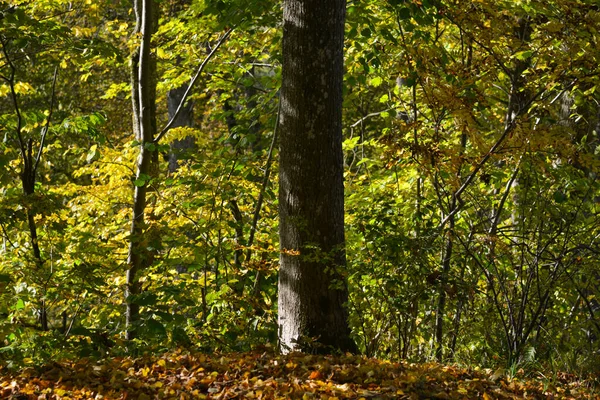 Tronco Árvore Floresta Colorida Outono Folhas Coloridas Árvores Empilhadas Chão — Fotografia de Stock