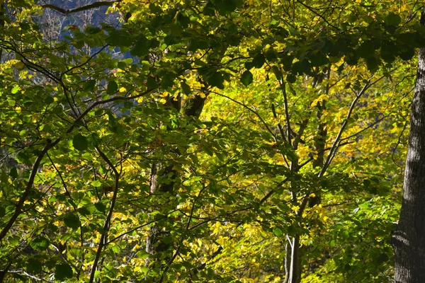 Boombladerlandschap Met Groene Gele Bladeren Een Vroege Herfstdag — Stockfoto