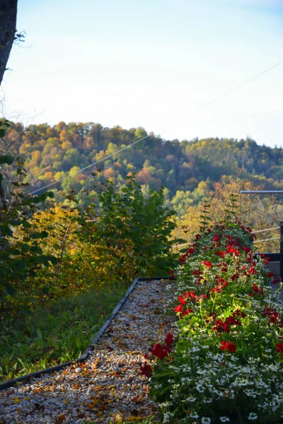 Flores Vermelhas Vasos Flores Parque Pedrinhas Pedra Estão Espalhadas Chão — Fotografia de Stock