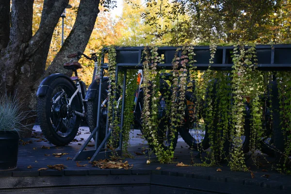 Hangar Vélos Comme Pots Fleurs Dans Parc Avec Plancher Bois — Photo