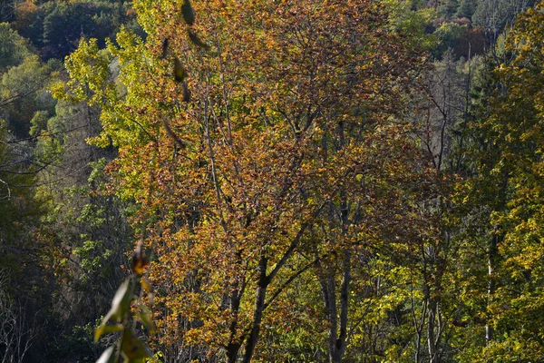 Close Árvores Coloridas Que Viraram Suas Folhas Outono Folhas Outono — Fotografia de Stock