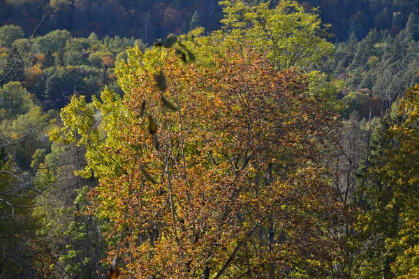 Close Van Kleurrijke Bomen Die Hun Bladeren Herfst Hebben Omgedraaid — Stockfoto