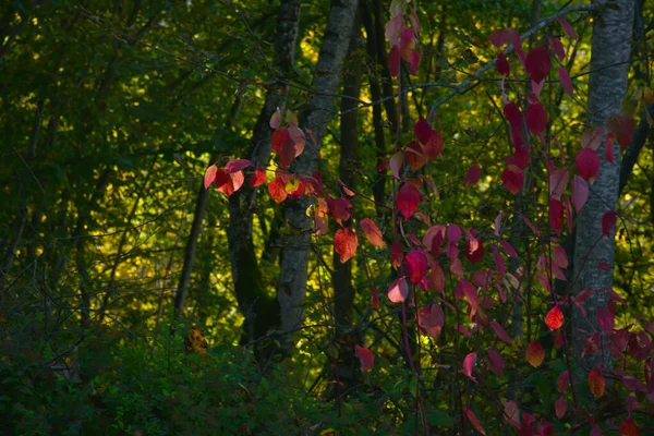Κοντινό Πλάνο Κόκκινων Φθινοπωρινών Φύλλων Ηλιόλουστα Δάση — Φωτογραφία Αρχείου