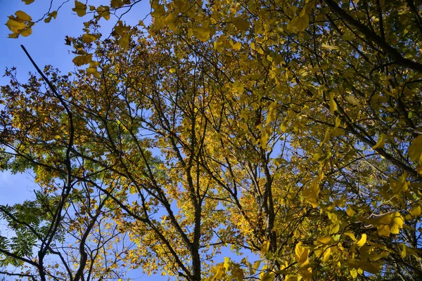 Ljusgul Höst Lövverk Träd Bakgrund Blå Himmel — Stockfoto