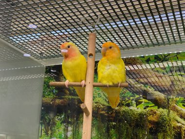 İki sarı papağan cam bir kafeste tahta bir kazıkta oturuyorlar..