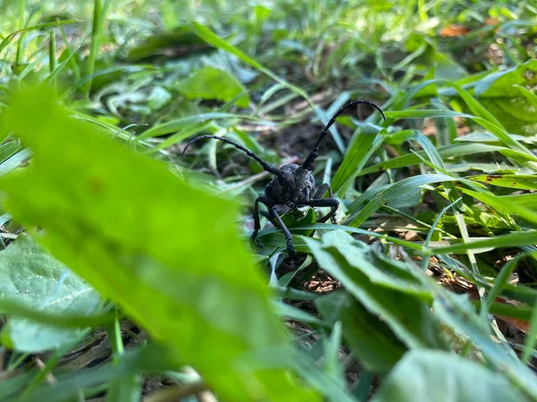 Primer Plano Cara Escarabajo Negro Escamoso Con Cuernos Escamosos Hierba —  Fotos de Stock