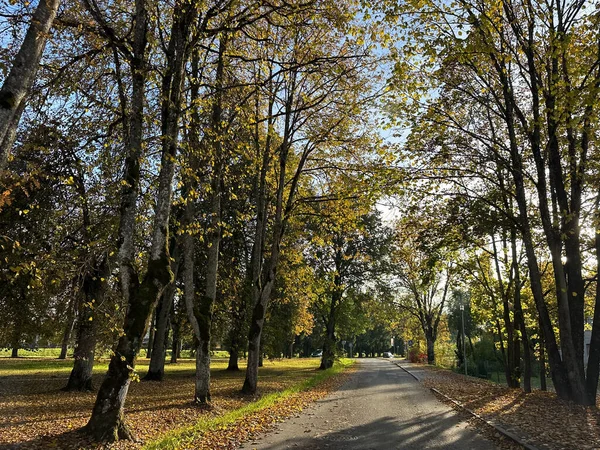 Pequeña Calle Ciudad Rodeada Hermosos Árboles Coloridos Otoño Con Hojas — Foto de Stock