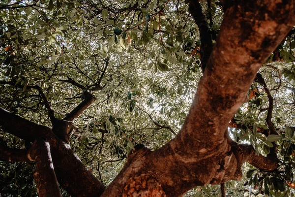 Utsikt Uppåt Gröna Trädblad Genom Vilka Solljuset Lyser Blå Himmel — Stockfoto