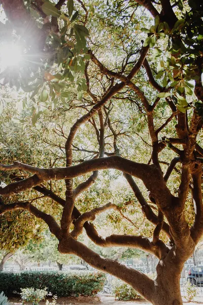 Δέντρο Καφέ Κορμό Και Πράσινα Φύλλα Μέσα Από Οποία Λάμπει — Φωτογραφία Αρχείου