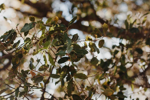 Gros Plan Feuilles Vertes Sur Arbre Avec Soleil Été Qui — Photo