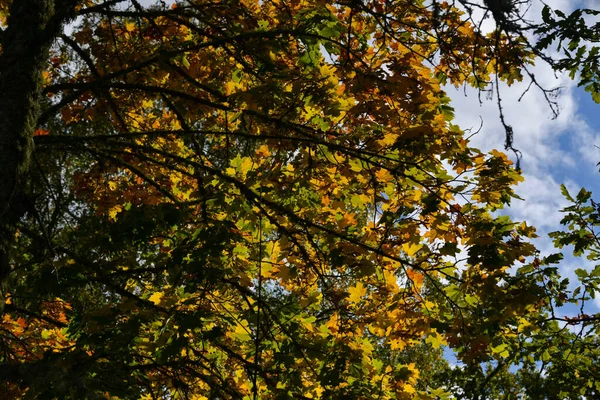 Gula Orange Och Gyllene Höstlöv Ett Lönnträd Med Varm Höstsol — Stockfoto