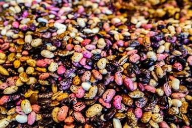 Legume Ailesi 'nden çeşitli renkli mercimekler