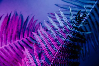 Tropik eğreltiotu yaprakları neon ışıkta