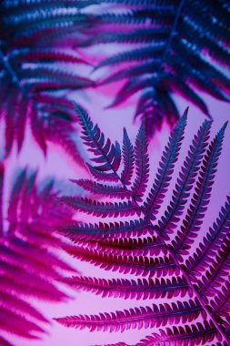 Neon ışığında eğreltiotu bitkisi. Minimalizm retro tarzı konsept. Dikey resim