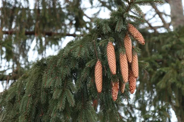 Spruce Branch Cones Selective Focus — Stock Photo, Image