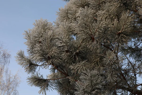 Estaciones Del Año Invierno Cubierto Con Ramas Pino Coníferas Largas —  Fotos de Stock