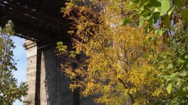 Brooklyn Köprüsü Parkı, New York, Boş Park. New York 'ta güneşli bir günde renksiz ağaçlar ve insansız ünlü köprü.