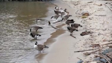 Goose eating and standing on shore of Hudson River on small sand Beach. Wild Animals in New York City USA. Beautiful Wildlife Birds