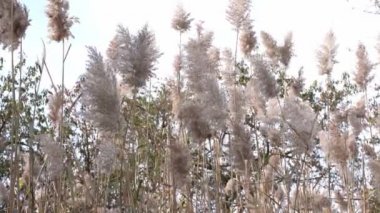 Pampas Grass in Fall in New York City. Pampas moving in the Wind. Tall Grass in Nature. Glass Bottle Beach in Brooklyn