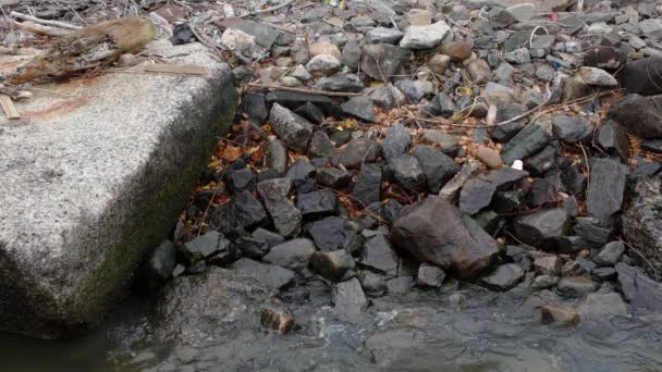 Rocas Orilla Del Río Hudson Con Madera Podrida Basura Pequeñas — Vídeos de Stock
