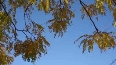 Brooklyn, New York, ABD - 26 Ekim. 2019: Brooklyn Köprüsü, New York 'ta gezi New York' ta sonbahar manzarası